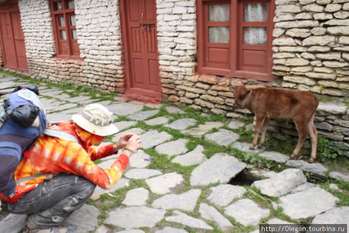 Идёт бычок, качается Зона Дхавалагири, Непал