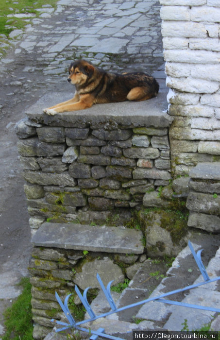 На страже, собаки в Мустанге не агрессивные Зона Дхавалагири, Непал
