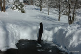 Это наш второй кот. Он любит снег;) Он тут в тупике дорожки, то есть копать еще предстоит вперед. Если присмотреться, прямо по курсу справа виден почтовый ящик.