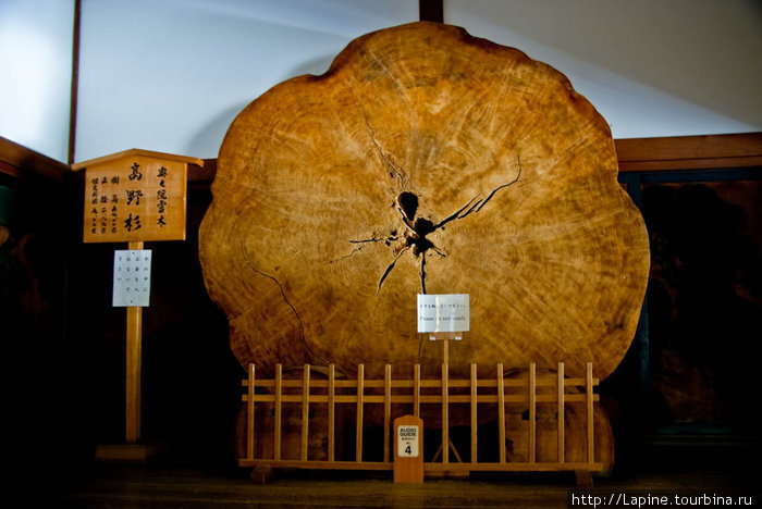 Непонятного смысла срез древесины диаметром примерно метра полтора Коя, Япония
