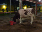 В павильоне  остались только коровы.