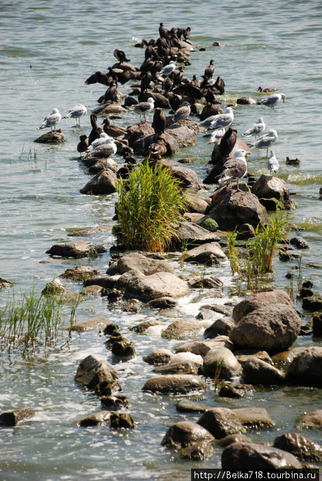 Куршский залив. Чайки, бакланы Нида, Литва