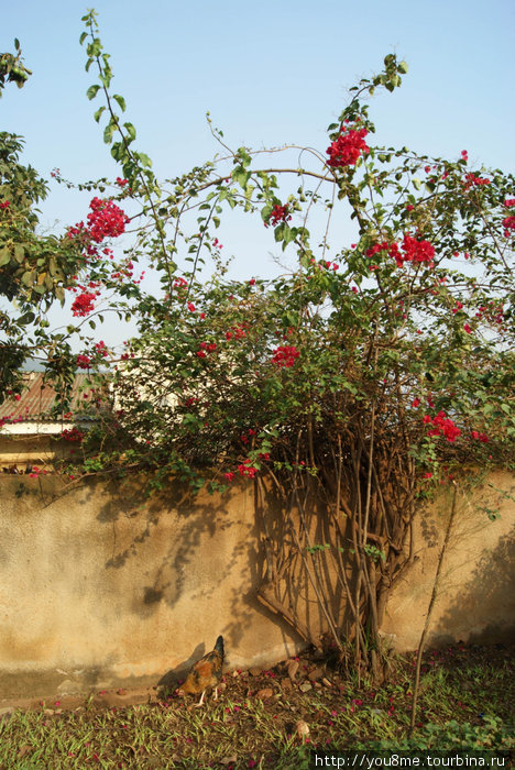 цветущий куст Кигали, Руанда