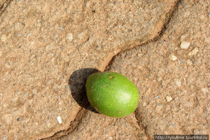 плод с дерева Кигали, Руанда