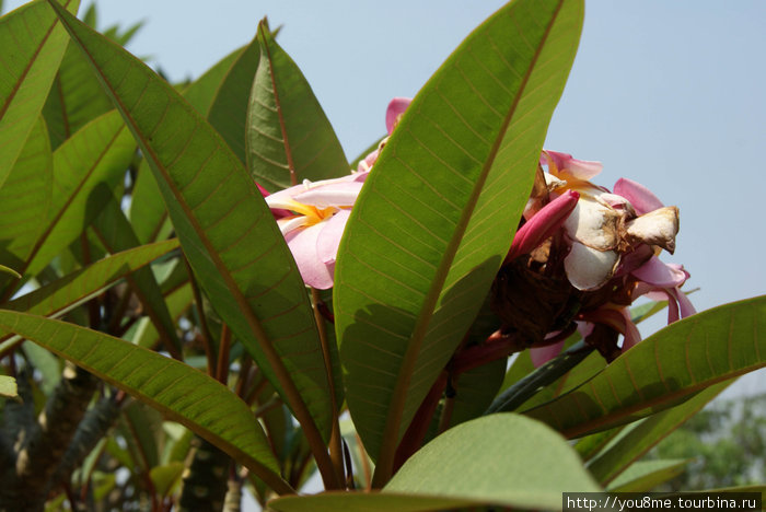 розовый цветок Кигали, Руанда