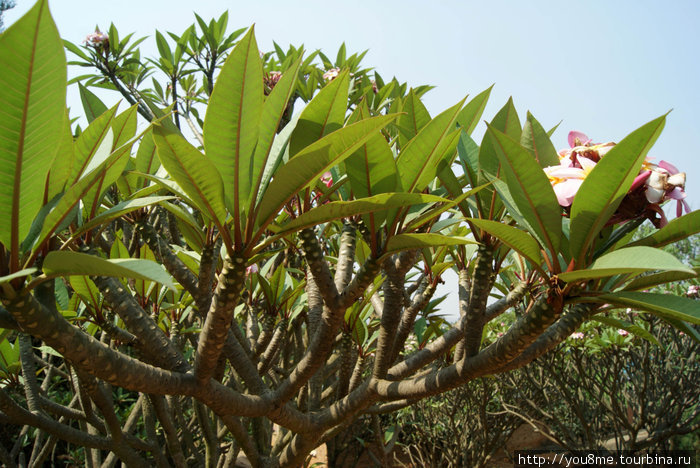 цветущее растение Кигали, Руанда