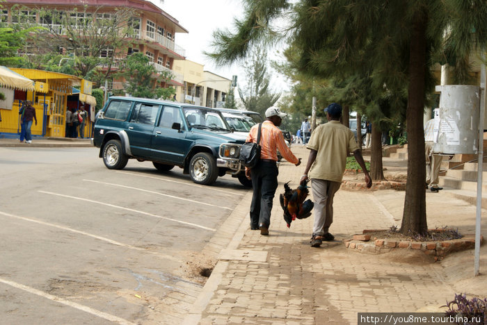 петухи в связке — обычное явление Кигали, Руанда