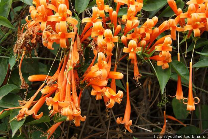цветы Кигали, Руанда