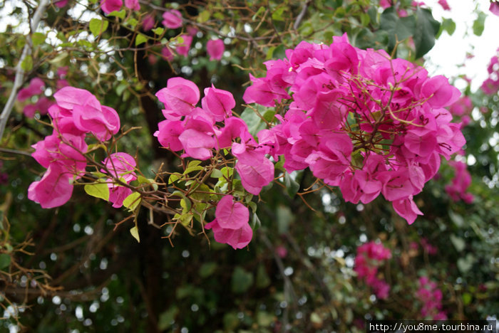 розовые цветы Кигали, Руанда