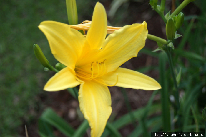желтый цветок
