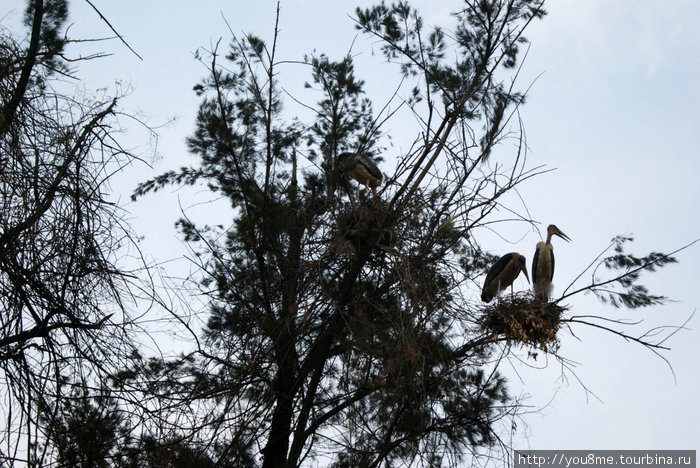 птицы на дереве Кигали, Руанда