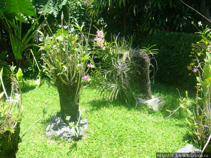 Парк орхидей Денпасар, Индонезия