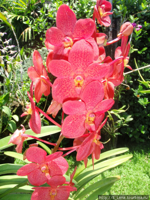 Парк орхидей Денпасар, Индонезия