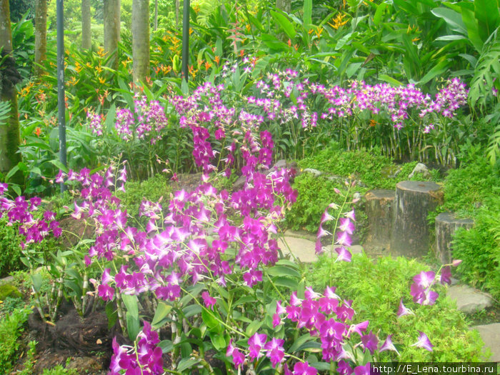 Национальный парк орхидей Сингапур (город-государство)