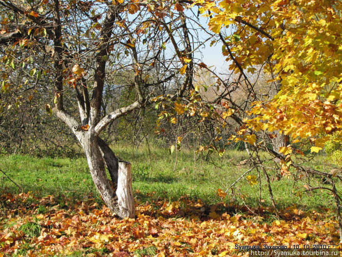 Среди молодых, недавно посаженных деревьев, осталось несколько старых яблонь. Захарово, Россия