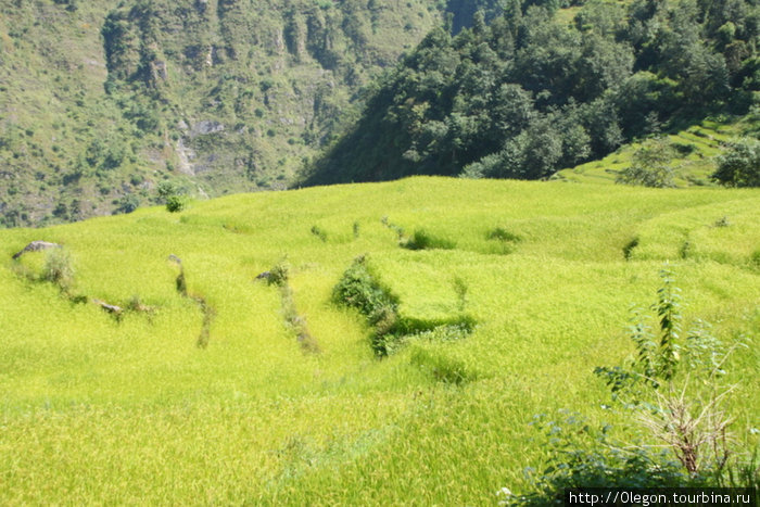 Такие яркие рисовые террасы Зона Гандаки, Непал