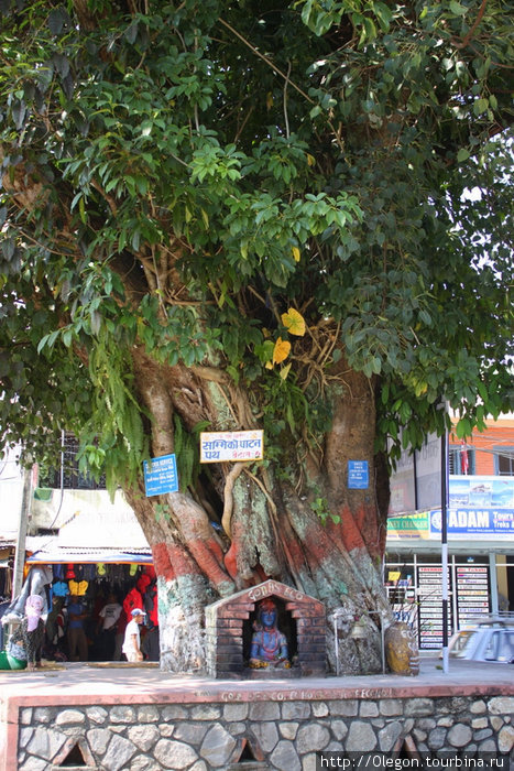 Дерево, где живёт Бог Экологии Покхара, Непал