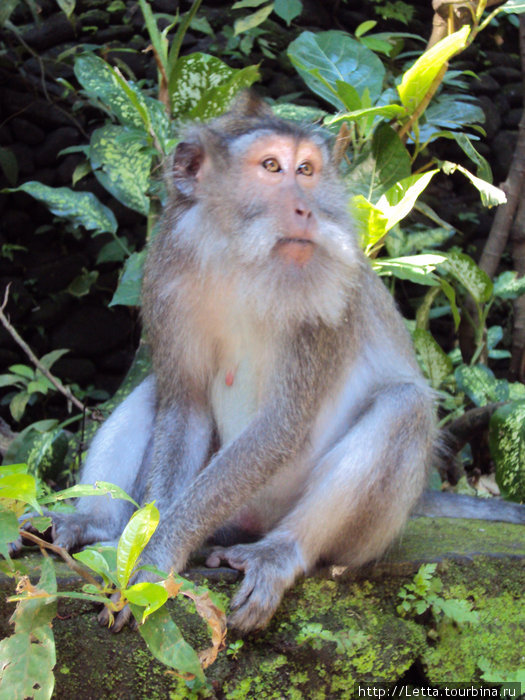 Дом 200 обезьян Убуд, Индонезия
