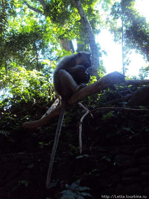 Дом 200 обезьян Убуд, Индонезия