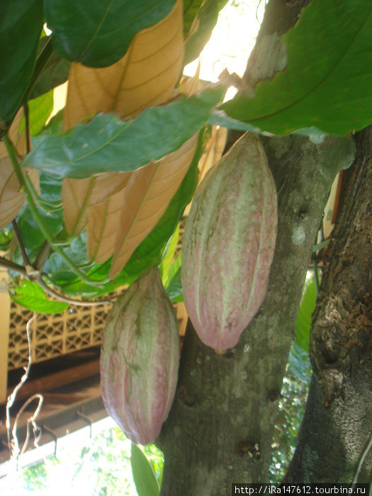 Плоды какао Шри-Ланка