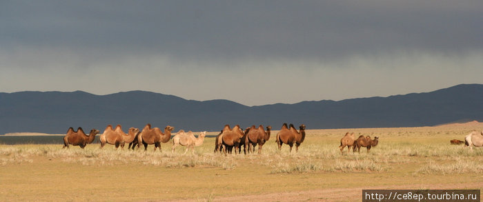 Верблюды встречаются довольно часто. С виду — самые обычные. Монголия