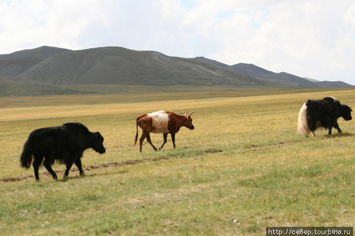 Крупный рогатый скот встречается разный. Например, яки. Монголия