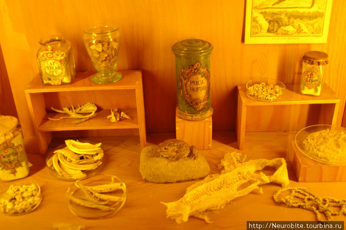 Жаба + порошок мумии + корень аконита = аптека X в Гейдельберг, Германия