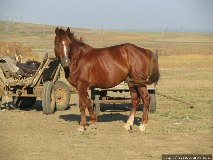 Местный конь (хотел покрыть ГАК, проказник!) Краснодарский край, Россия