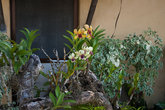 Небольшой садик с орхидеями — здесь их больше, чем в манильском саду орхидей=)