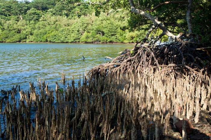 Мангровые заросли — это корни этого дерева, которые лезут вверх Пуэрто-Галера, остров Миндоро, Филиппины