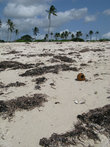 пляж после океанского прилива