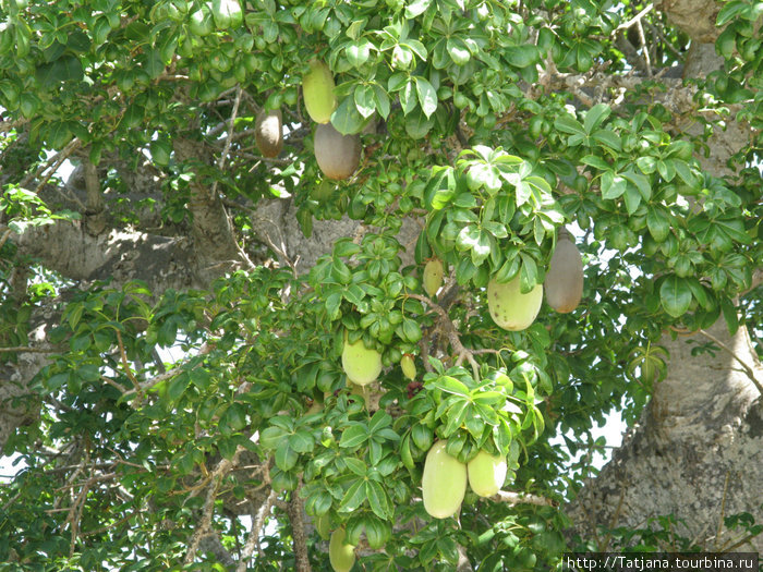плоды баобаба Укунда, Кения