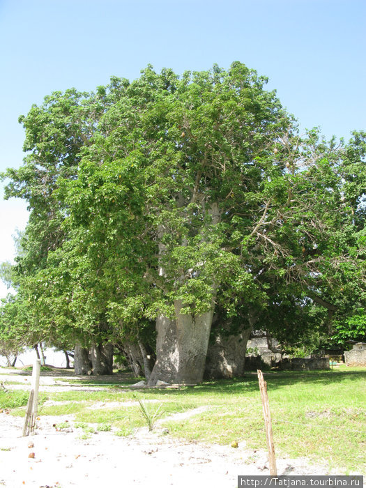 дерево баобаб Укунда, Кения