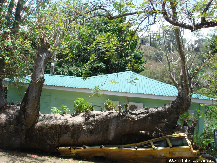 Ботанический сад: автобус, придавленный деревом во время урагана