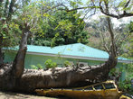 Ботанический сад: автобус, придавленный деревом во время урагана