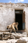 Памирская собака. Снаружи