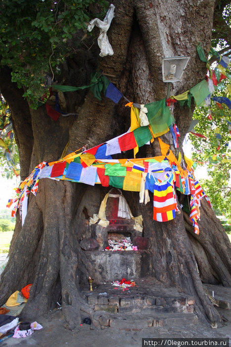 Священное дерево Бодхи Лумбини, Непал