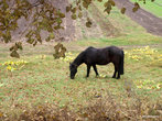 Лошадка на поле