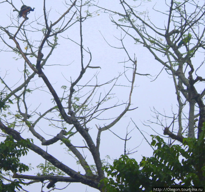 Приглядись и увидишь- на дереве сидят два диких павлина Зона Нараяни, Непал