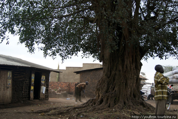дерево посреди деревни Озеро Альберт, Уганда