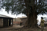 дерево посреди деревни