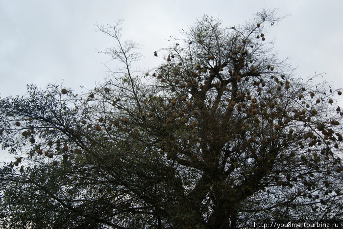 все это птичьи гнезда на дереве Озеро Альберт, Уганда