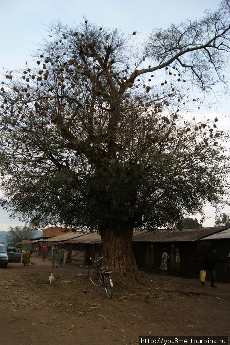 необычное дерево Озеро Альберт, Уганда