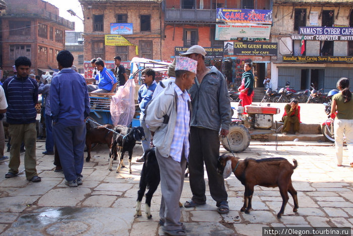 Продажа коз к празднику Бхактапур, Непал