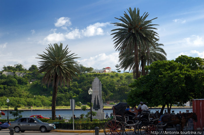 Королевская пальма — символ Кубы Гавана, Куба