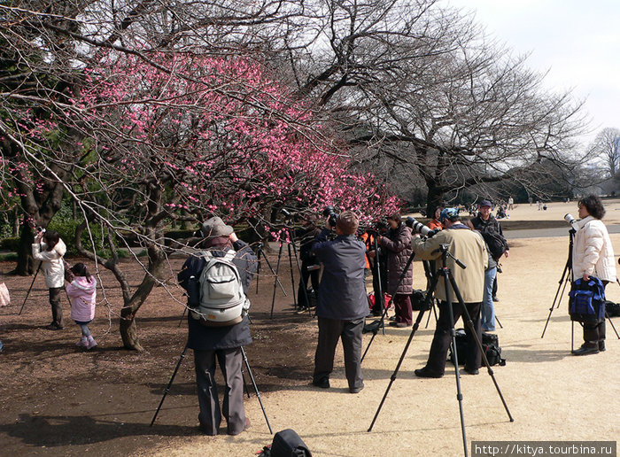 В феврале зацветает слива, и японцы достают фотоаппараты. Токио, Япония