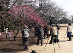 В феврале зацветает слива, и японцы достают фотоаппараты.