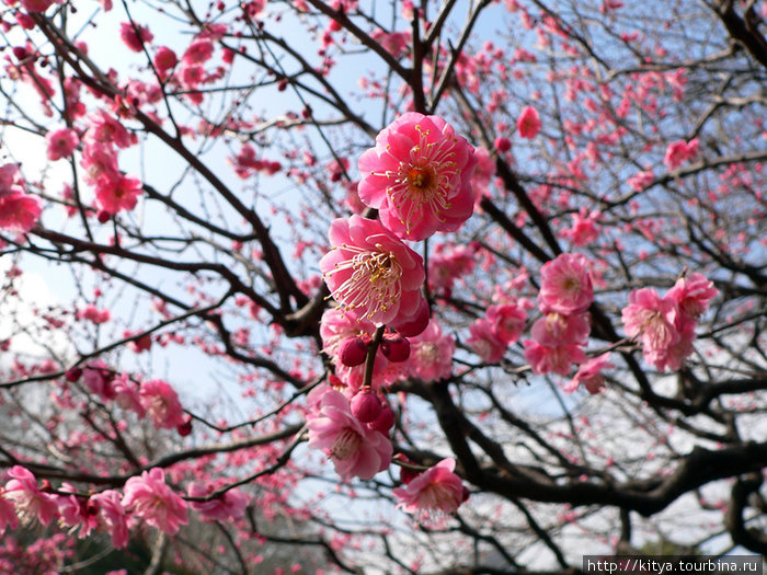 Слива бывает розовая... Токио, Япония