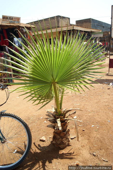 растение Хойма, Уганда