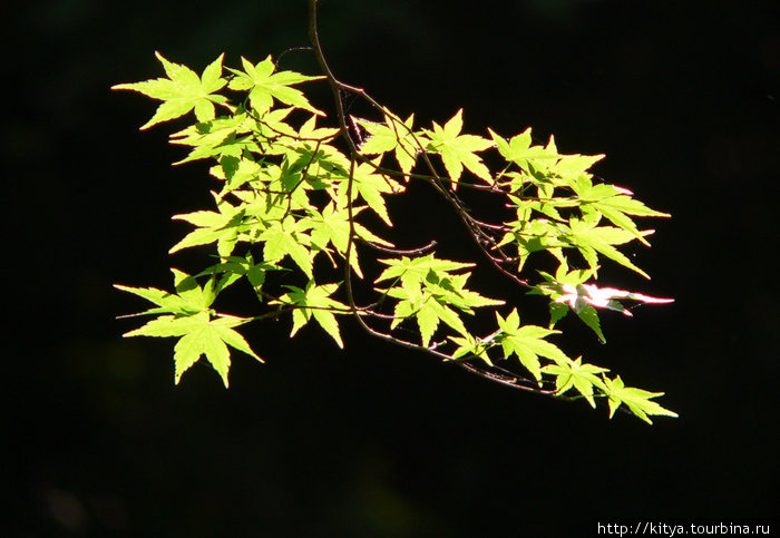 Осенью эти листья будут ярко-красными Токио, Япония